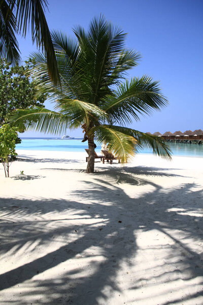 Maldivian Island Resort Beach Palm Trees and Pacific Ocean