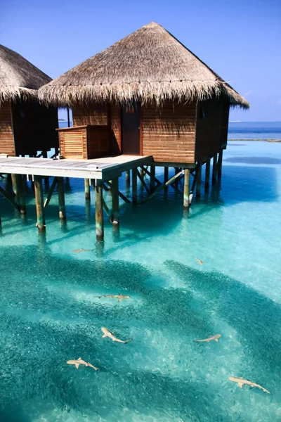 Baby Black Tip Sharks with School of Fish and Maldives Bungalows