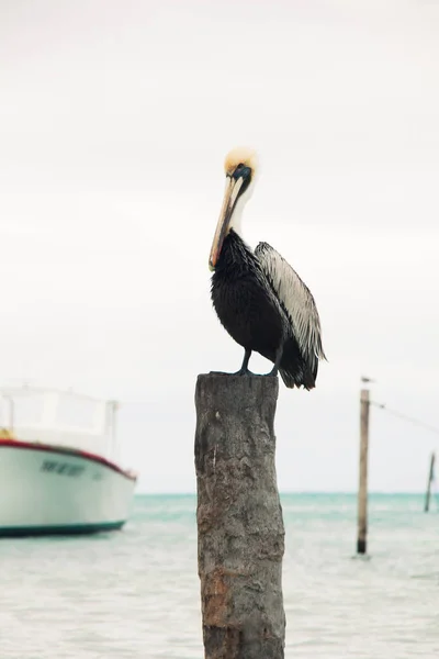 Pelican Post Bulutlu Karayip Denizi Demirleme Ahşap Üzerine Tünemiş — Stok fotoğraf