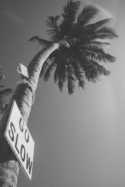 Slow Sign Palm Tree Caye Caulker Belice —  Fotos de Stock