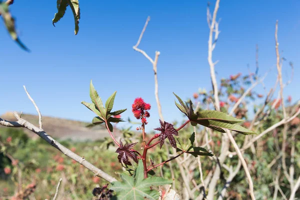 Fleurs Rouges Brillantes Sur Une Journée Ensoleillée Sur Île Gozo — Photo