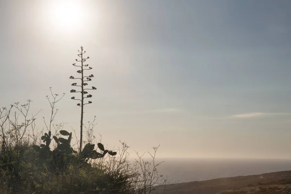 Paisaje Gozo Island Con Vista Mar Sol Brillante Sobre Agave — Foto de Stock