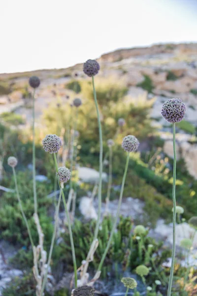 Vild Purjolök Blommor Med Gozo Kalkstensklipporna Bakgrunden — Stockfoto