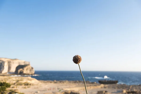 Flores Puerro Silvestre Con Acantilados Piedra Caliza Gozo Island Fondo — Foto de Stock