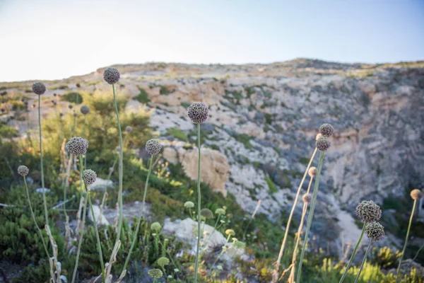 Flores Puerro Silvestre Con Acantilados Piedra Caliza Gozo Island Fondo — Foto de Stock