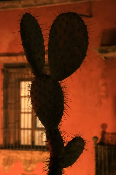 Mexican Cactus at Night with Funny Erectile Shape with Old Wall in the Background