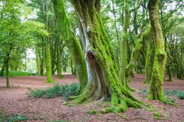 Morvan bölgesel doğal Parc orman yeşil yosun ve ağaçları ile