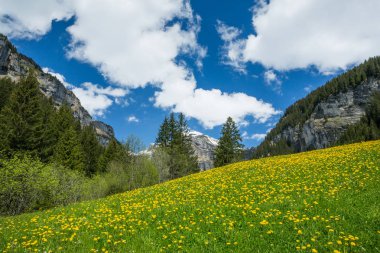 Sarı ve yeşil karahindiba alan ve karlı dağlar ile mavi gökyüzü ve bulutlar