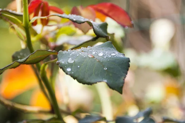 Morgon Regnet Droppar Grön Rosenbuske Blad Med Suddig Bakgrund — Stockfoto