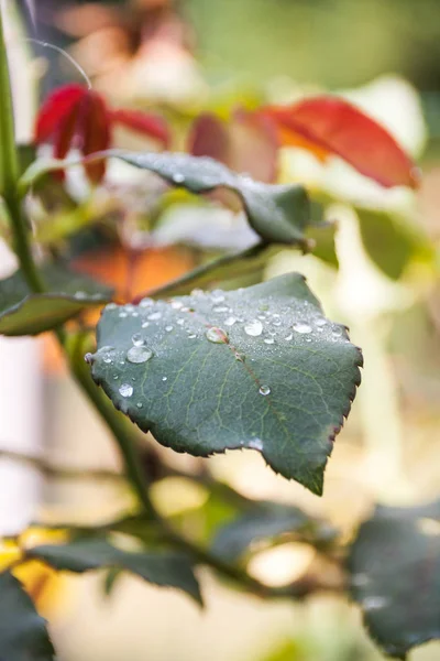 Arka Plan Bulanık Yeşil Gül Yaprakları Üzerinde Sabah Yağmur Damlaları — Stok fotoğraf