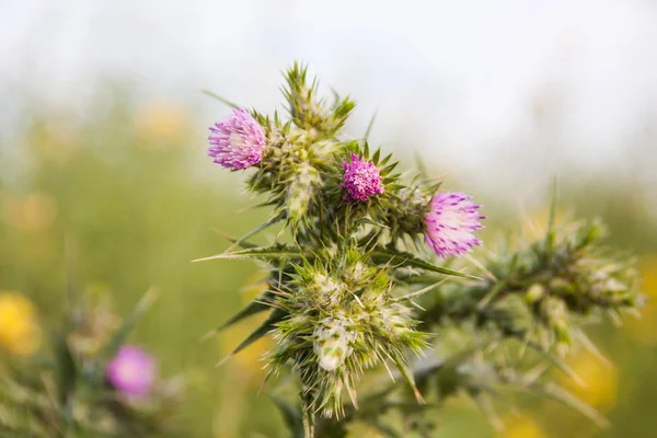 Yeşil Çayırlar Güneşli Bir Günde Çiçek Açan Mor Thistle Tomurcukları — Stok fotoğraf