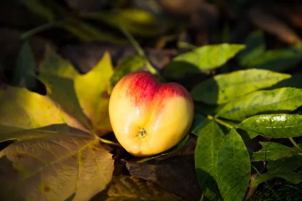 Real Heart Shaped Apple on Autumn Foliage and Grass