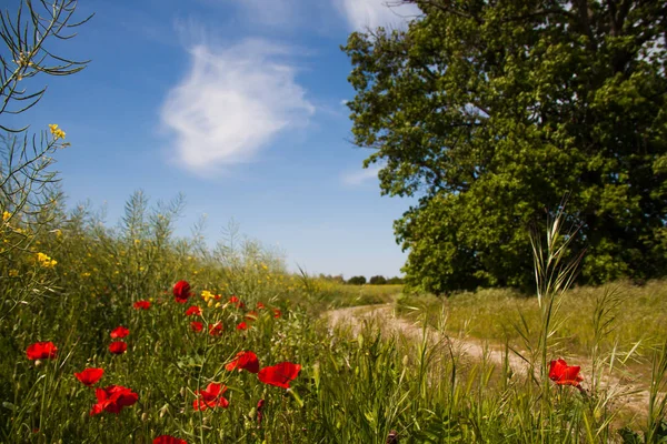 Red Poppy Flowers Green Fields Summer — Stock Photo, Image