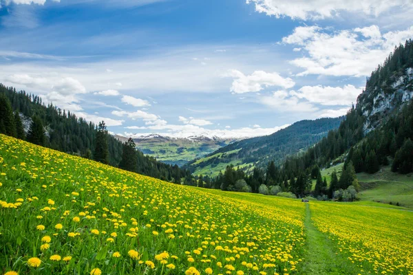 Yellow Green Dandelion Field Snowy Mountains Blue Sky Clouds — Stock Photo, Image