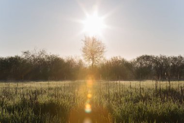 Baharda çiğ ve ağaçları ile yüksek otlar üzerinde güneş yetiştirme