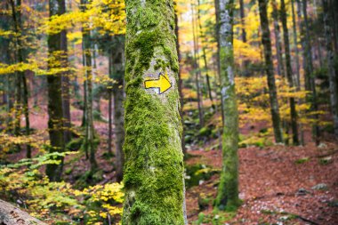 El boyalı Hiking Trail ok işareti yeşil ve sarı orman bitki örtüsü