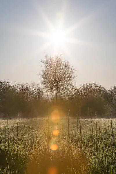 Baharda çiğ ve ağaçları ile yüksek otlar üzerinde güneş yetiştirme