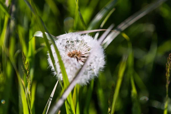 Paardebloem Zaden Met Ochtenddauw Groene Veld Het Voorjaar — Stockfoto