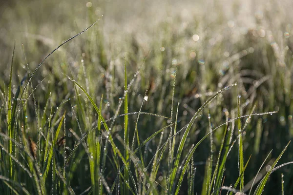 Sunrise Door Hoge Grassen Misty Ochtend Het Voorjaar — Stockfoto