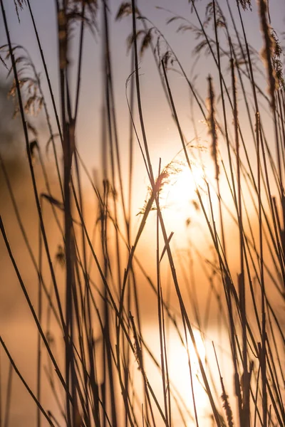 Sunrise Door Hoge Wilde Grassen Misty Ochtend Het Voorjaar — Stockfoto