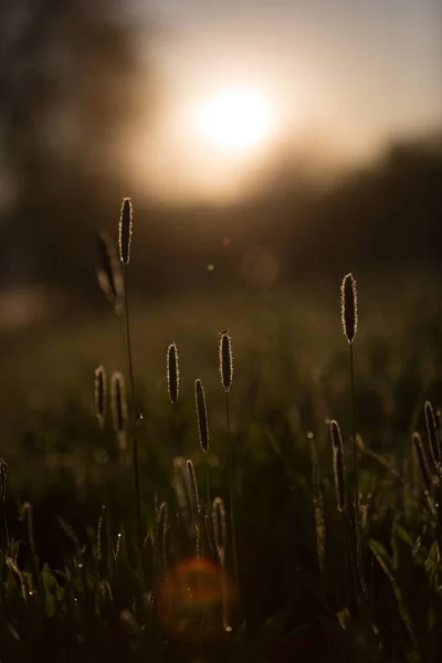 Vola Erba Alta Primavera Luce Del Mattino Con Sfondo Nebbioso — Foto Stock