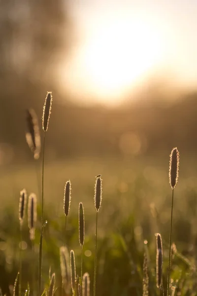 Flyga Högt Gräs Morgonljuset Våren Med Misty Bakgrund — Stockfoto