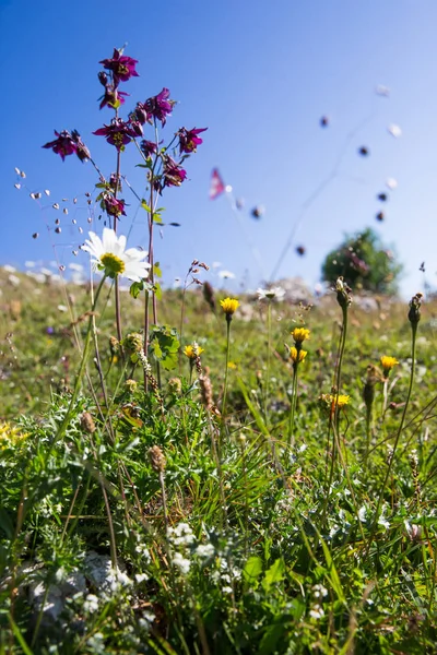 Flores Pradera Silvestre Campo Hierba Verde Con Cielo Azul —  Fotos de Stock