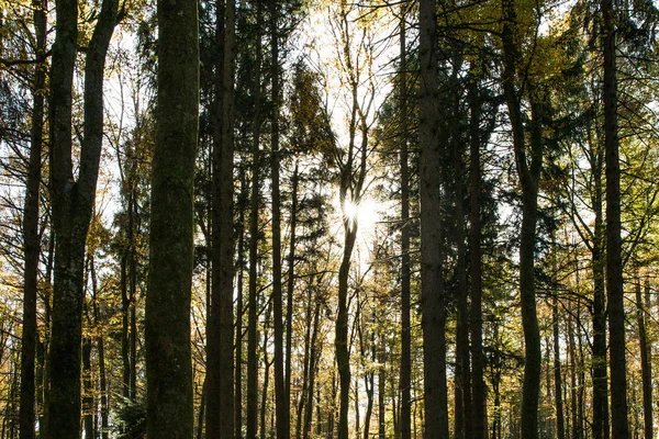 Güneş güneşli bahar gününde Swiss orman ağaçların arasından parlıyor