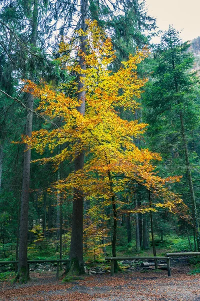 Arbres Forestiers Feuillage Sous Bois Vert Jaune Orange Fin Été — Photo