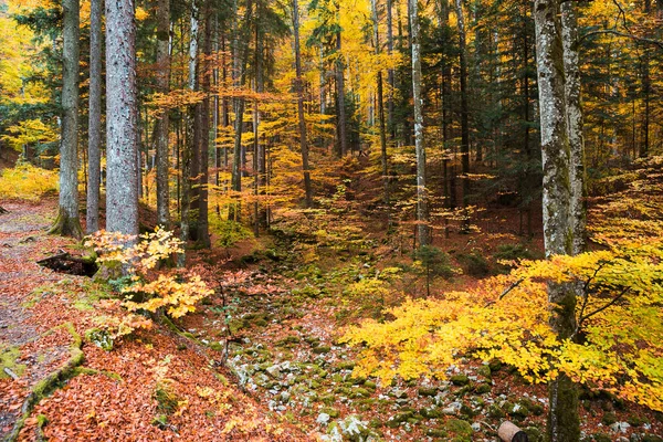 Lesní Stromy Žlutými Oranžovými Podrostu Listí Podzim — Stock fotografie