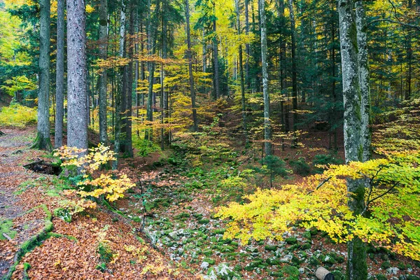 Orman ağaçları ve yeşil, sarı ve turuncu çalılar yapraklar yaz sonunda