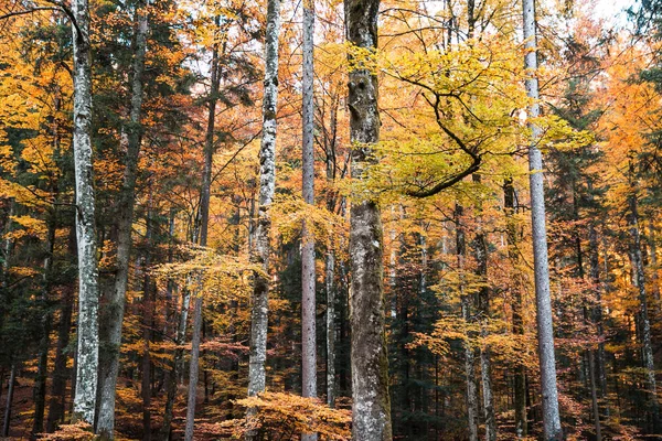 Lesní Stromy Žlutými Oranžovými Podrostu Listí Podzim — Stock fotografie