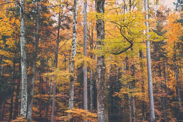 Arbres Forestiers Feuillage Jaune Orange Automne — Photo