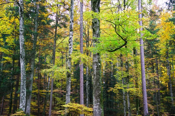 Δασικά Δέντρα Και Πράσινο Κίτρινο Και Πορτοκαλί Χαμόκλαδο Φύλλωμα Στο — Φωτογραφία Αρχείου