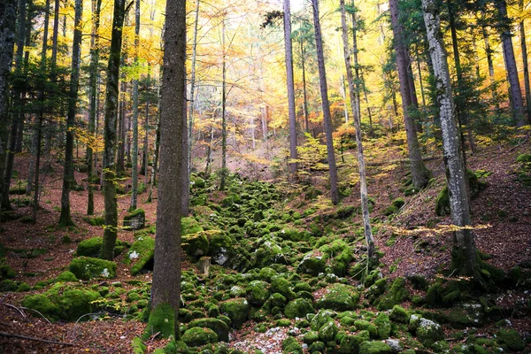 Zelené Oranžové Žluté Podzimní Listí Underwood Lesních Slunečného Dne — Stock fotografie