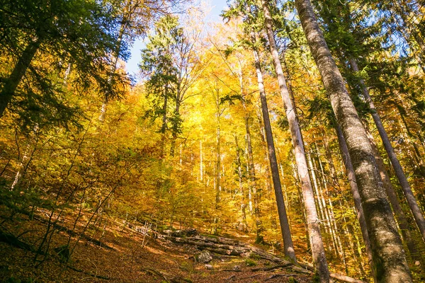 Grünes Oranges Und Gelbes Herbstlaub Wald Einem Sonnigen Tag — Stockfoto