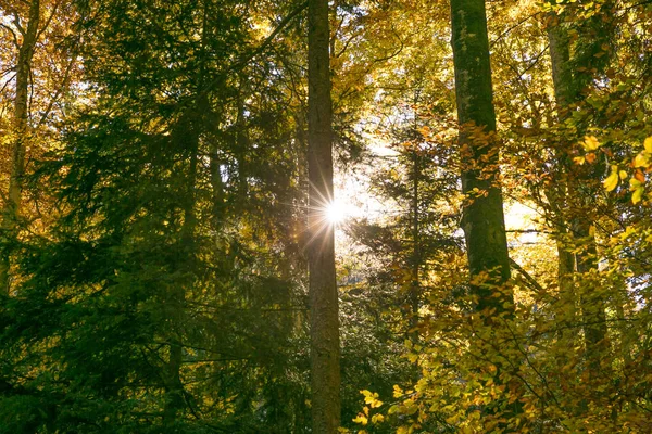 Sonne Scheint Durch Waldbäume Laub Sommer — Stockfoto