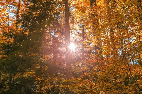 Soleil Brille Dans Feuillage Des Arbres Forestiers Automne — Photo