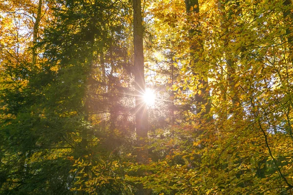 Sonne Scheint Durch Waldbäume Laub Sommer — Stockfoto