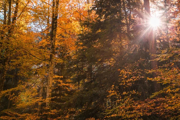 Slunce Prosvítající Lesních Stromů Listí Podzim — Stock fotografie