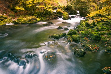 Park orman yaz yeşillik sonu ile yeşil yosunlu kayalar akan nehir