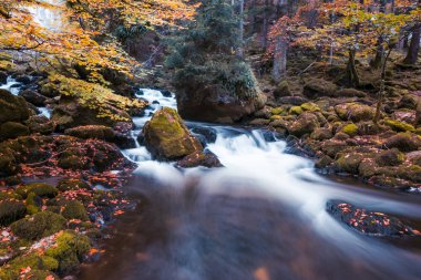 Park orman sonbahar yaprakları ile yosunlu kayalar akan nehir