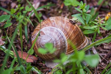 Büyük kahverengi salyangoz ormanda oturan küçük çekirge