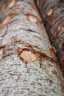 Taze kesilmiş gri ağaç gövdeleri hafif kahverengi Şubesi ile kesme işaretleri