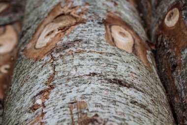 Taze kesilmiş gri ağaç gövdeleri hafif kahverengi Şubesi ile kesme işaretleri