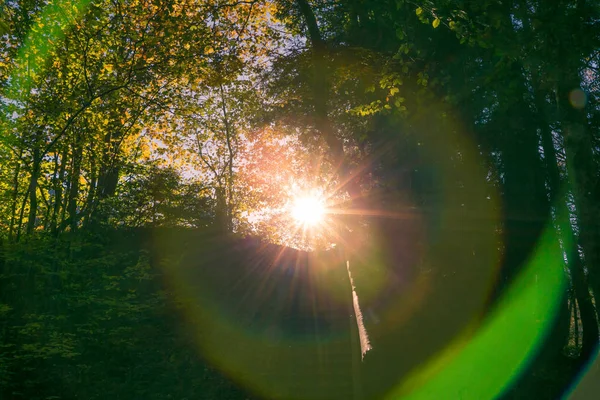 Spheric Lens Flare Chromatic Aberration in Forest at Sunset