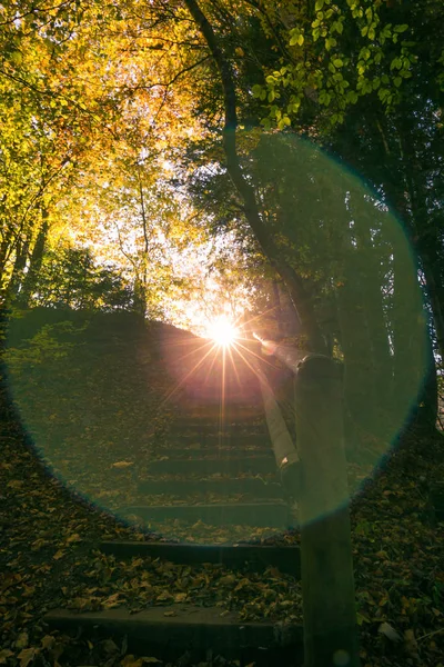 Sonne Scheint Und Untergeht Grünen Wald Mit Natürlichem Sonnenlicht — Stockfoto