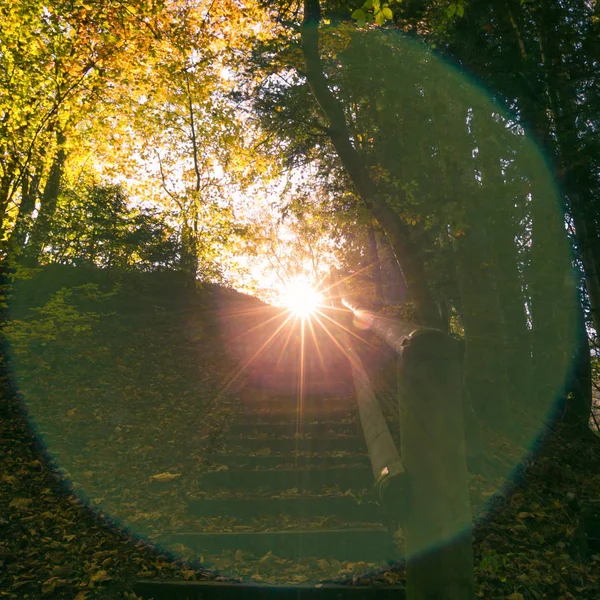 Sonne Scheint Und Untergeht Grünen Wald Mit Natürlichem Sonnenlicht — Stockfoto