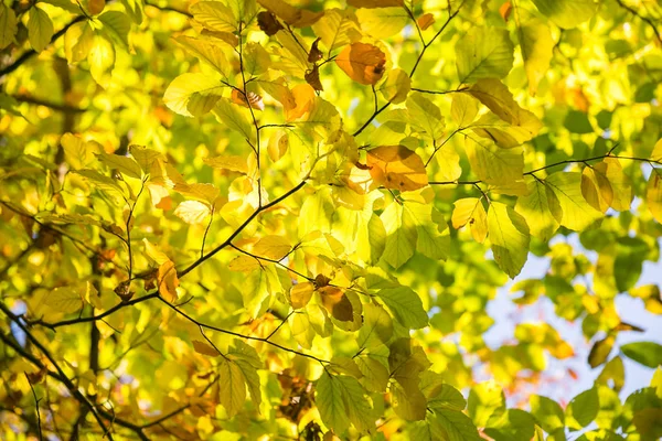 Gula Höstlöv Jura Skog Solig Dag — Stockfoto