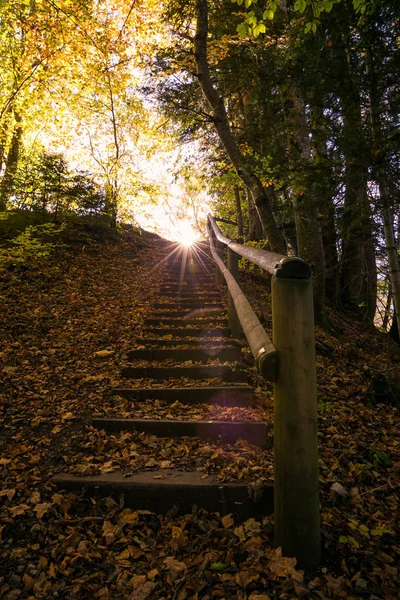 Sonne Scheint Und Geht Unter Grünen Wald Hinter Dem Wanderweg — Stockfoto